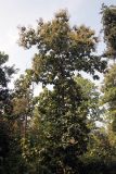 Tectona grandis. Плодоносящее растение. Индия, штат Уттаракханд, округ, Найнитал, Jim Corbett National Park. 02.12.2002.