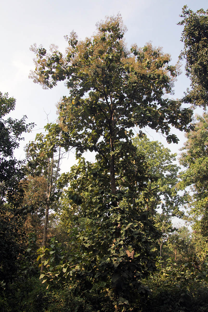 Image of Tectona grandis specimen.