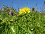 Crepis caucasica. Верхушка растения с цветущим и развивающимися соцветиями. Адыгея, Кавказский биосферный заповедник, северо-восточный склон горы Оштен, ≈ 2300 м н.у.м., субальпийский луг. 19.07.2015.