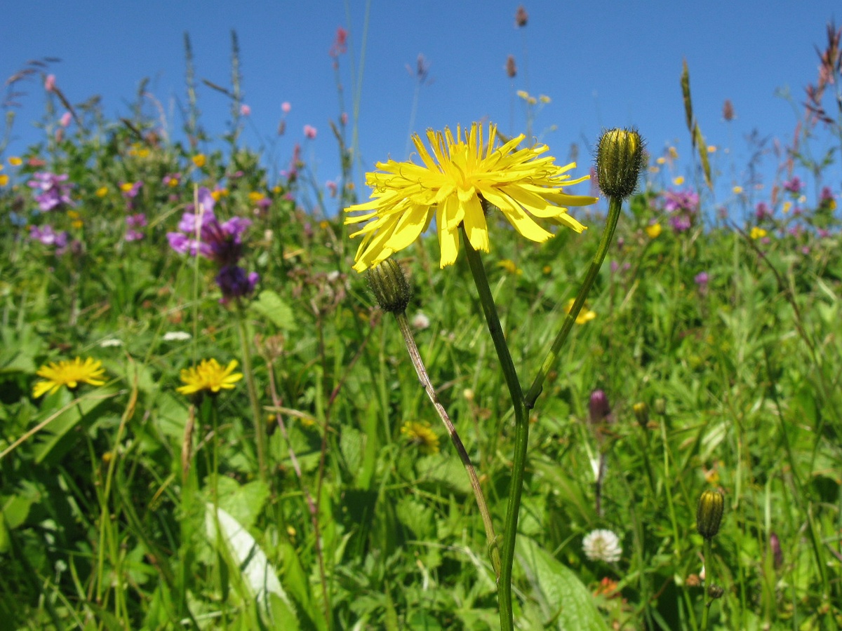 Изображение особи Crepis caucasica.