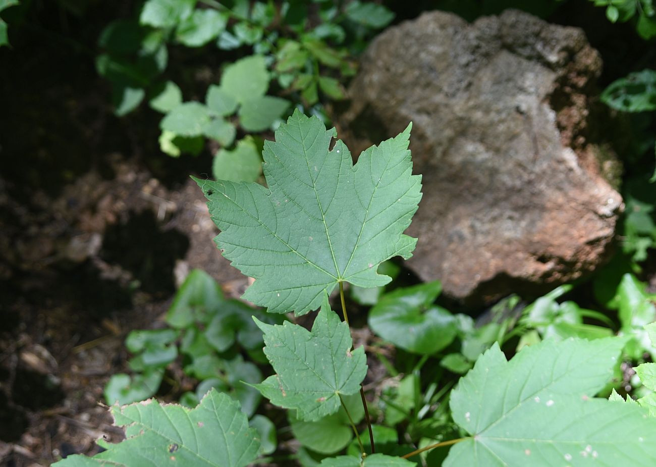 Image of Acer pseudoplatanus specimen.