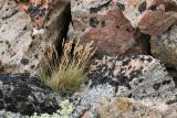 genus Festuca. Плодоносящее растение. Мурманская обл., Кольский р-н, окр. с. Териберка, природный парк «Териберка», высота 111.7, северный макросклон, лишайниково-кустарничковая тундра, на груде камней (остатки блиндажа). 04.08.2022.