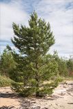 Pinus friesiana. Взрослое дерево с шишками. Карелия, восточный берег оз. Топозеро, песчаный пляж. 25.07.2021.