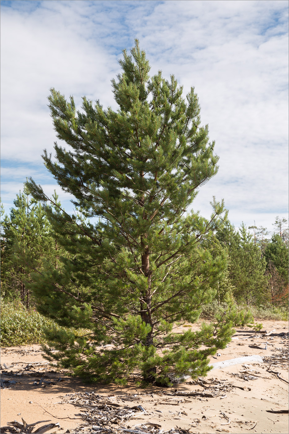 Image of Pinus friesiana specimen.