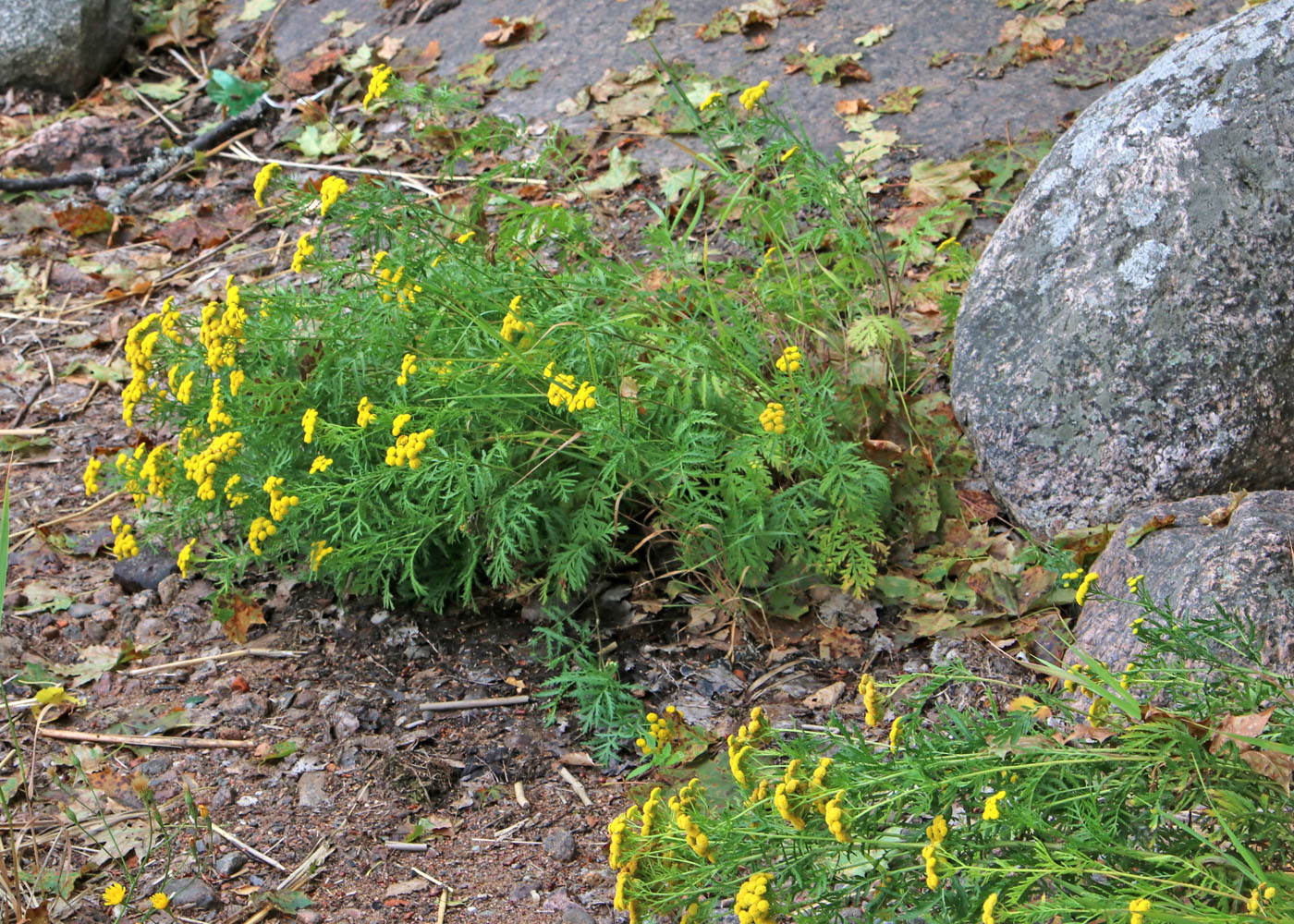 Изображение особи Tanacetum vulgare.