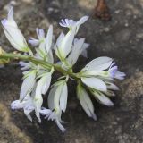 Polygala caucasica