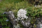 Gypsophila tenuifolia. Цветущие растения в окружении Alchemilla. Республика Ингушетия, Джейрахский р-н, окр. альплагеря \"Кязи\", выс. 2000 м н.у.м, на камне. 23 июля 2022 г.