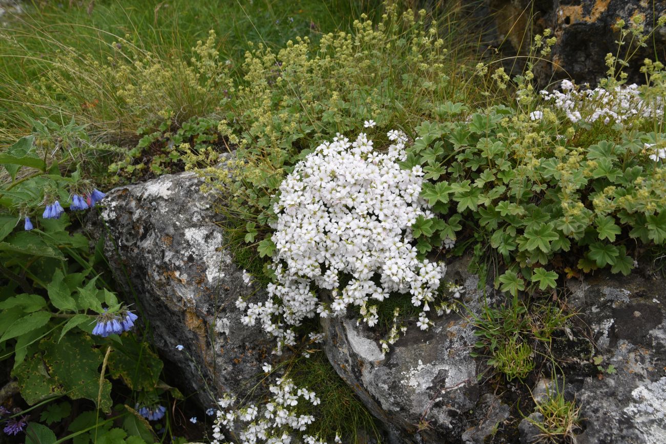 Image of Gypsophila tenuifolia specimen.