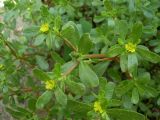 Portulaca oleracea