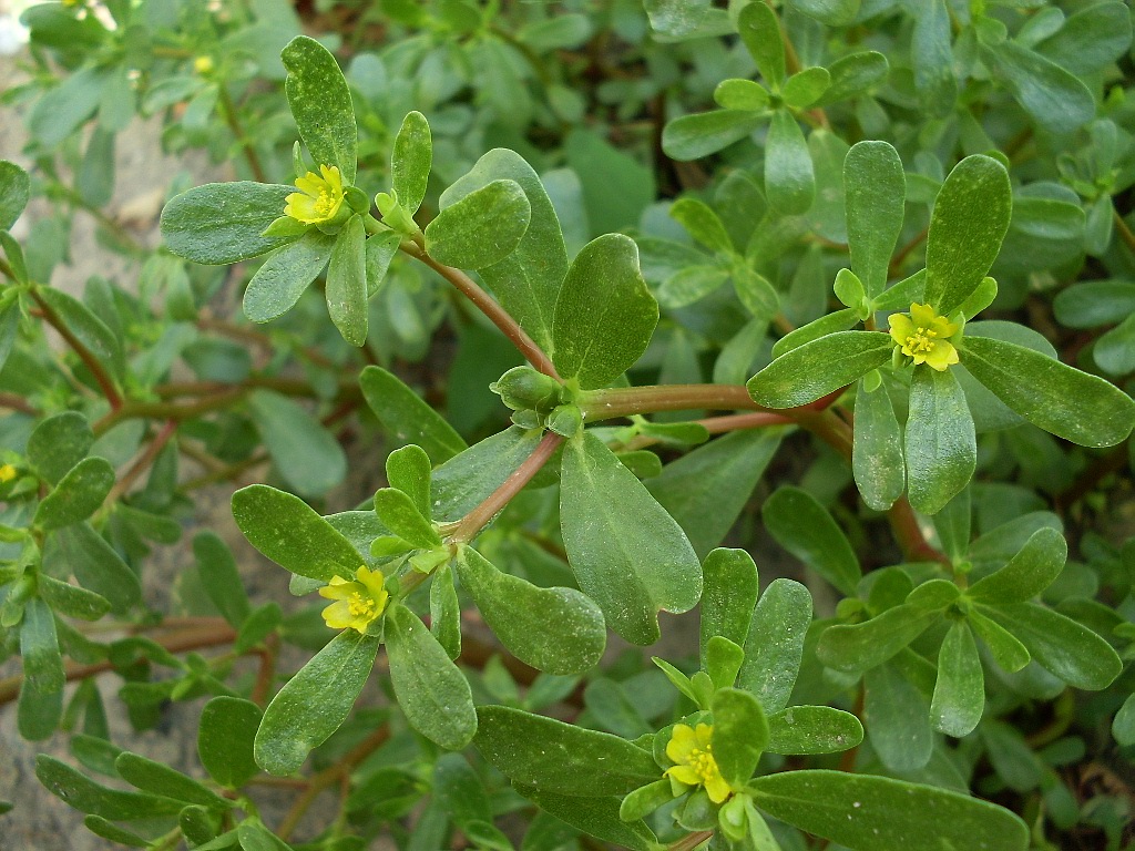 Изображение особи Portulaca oleracea.