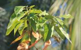 Persea americana. Ветвь. Абхазия, г. Сухум, Ботанический сад, в культуре. 7 марта 2016 г.