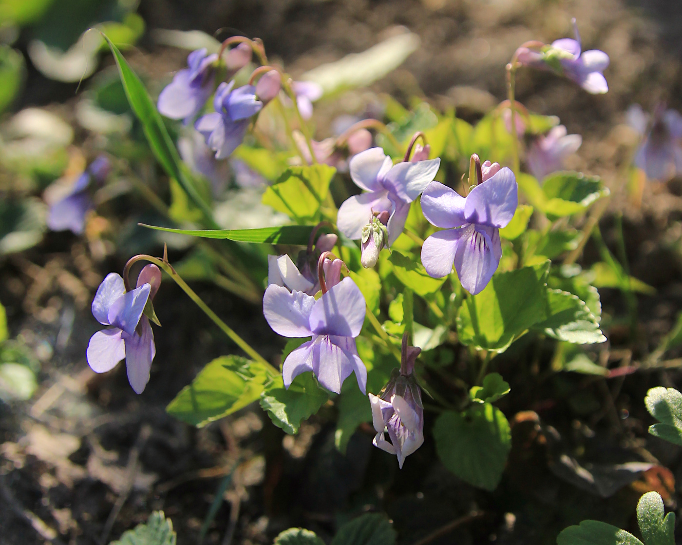 Изображение особи Viola sieheana.