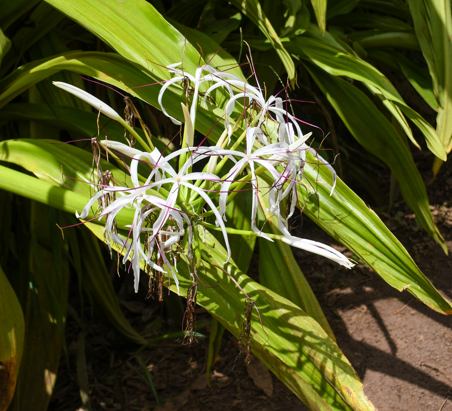 Изображение особи Crinum asiaticum.