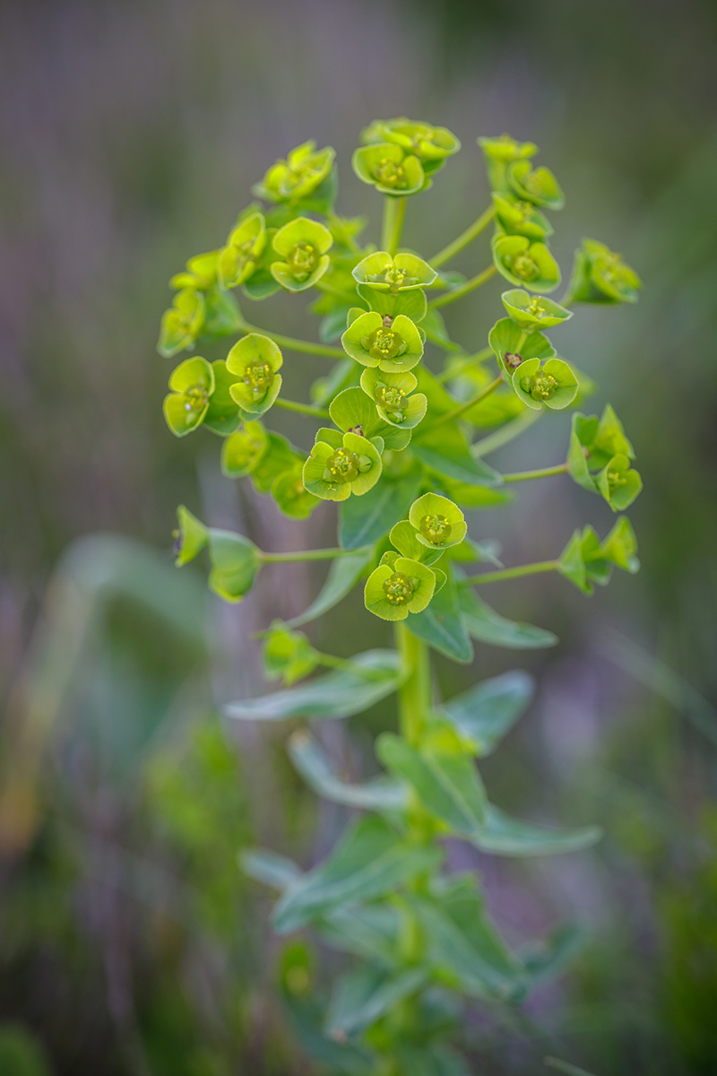 Image of Euphorbia condylocarpa specimen.