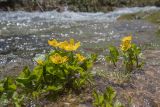 Caltha polypetala. Цветущие растения. Карачаево-Черкесия, окр. пос. Архыз, долина р. Малая Дукка, ≈ 2000 м н.у.м., отмель реки. 11.06.2023.