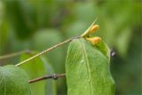 Lonicera ferdinandi. Верхушка побега с соцветием. Санкт-Петербург, Курортный р-н, г. Сестрорецк, парк \"Дубки\". 23.06.2023.