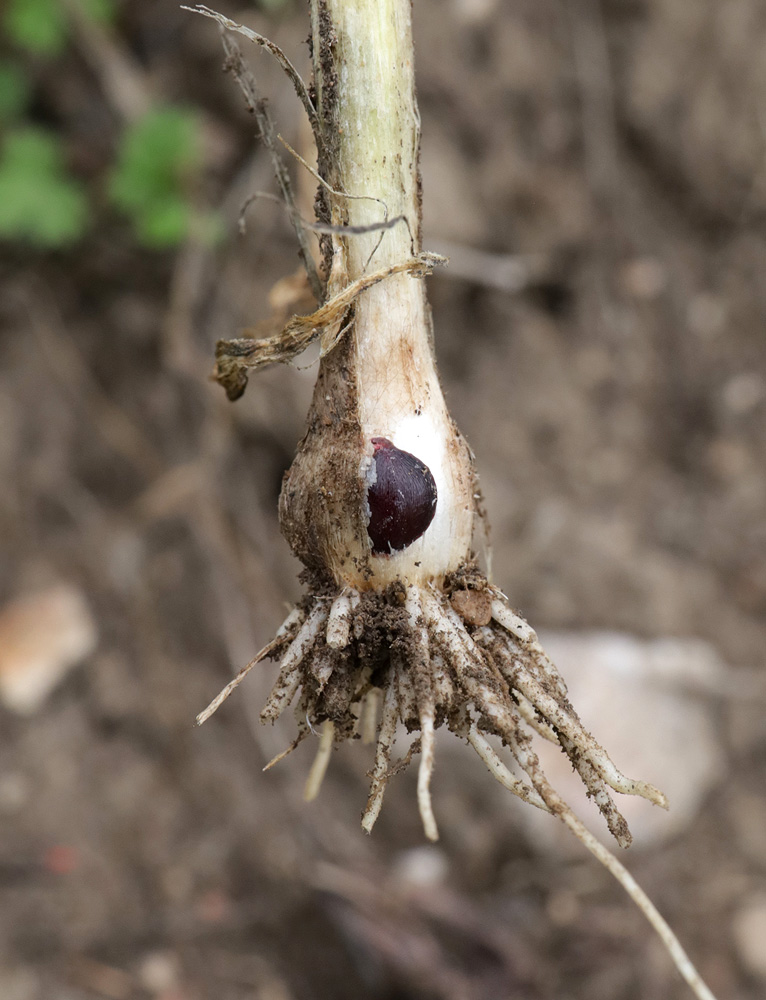 Image of Allium rotundum specimen.