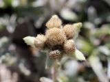 Leontopodium ochroleucum