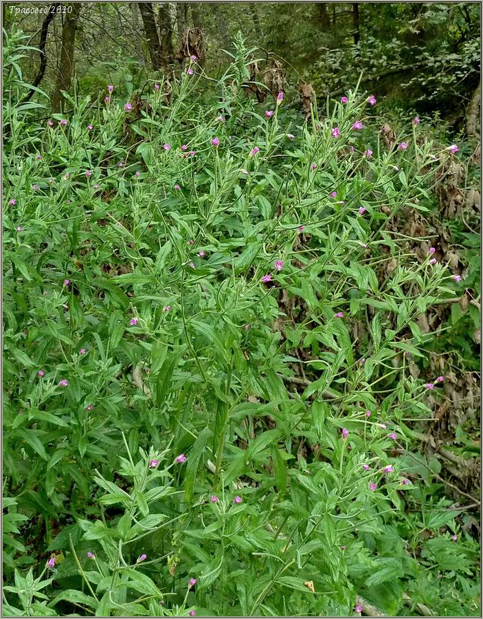 Изображение особи Epilobium hirsutum.