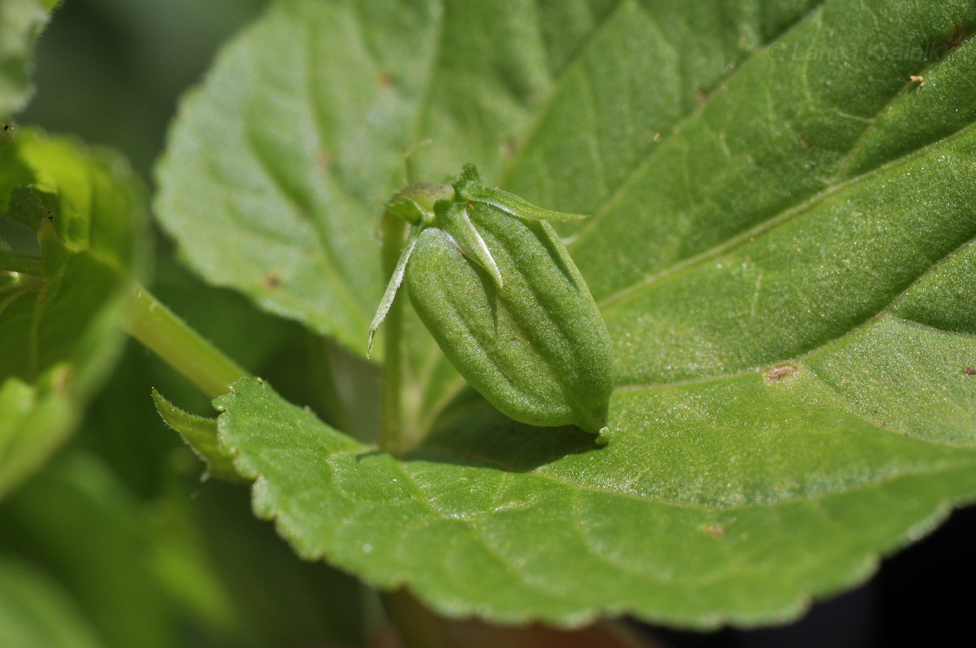 Image of genus Viola specimen.