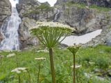 Macrosciadium alatum. Верхушка побега с соцветием. Карачаево-Черкесия, Урупский р-н, Кавказский биосферный заповедник, Имеретинское ущелье, ≈ 2300 м н.у.м., скалы под Верхним Имеретинским водопадом, нагромождение камней в русле реки. 28.07.2022.