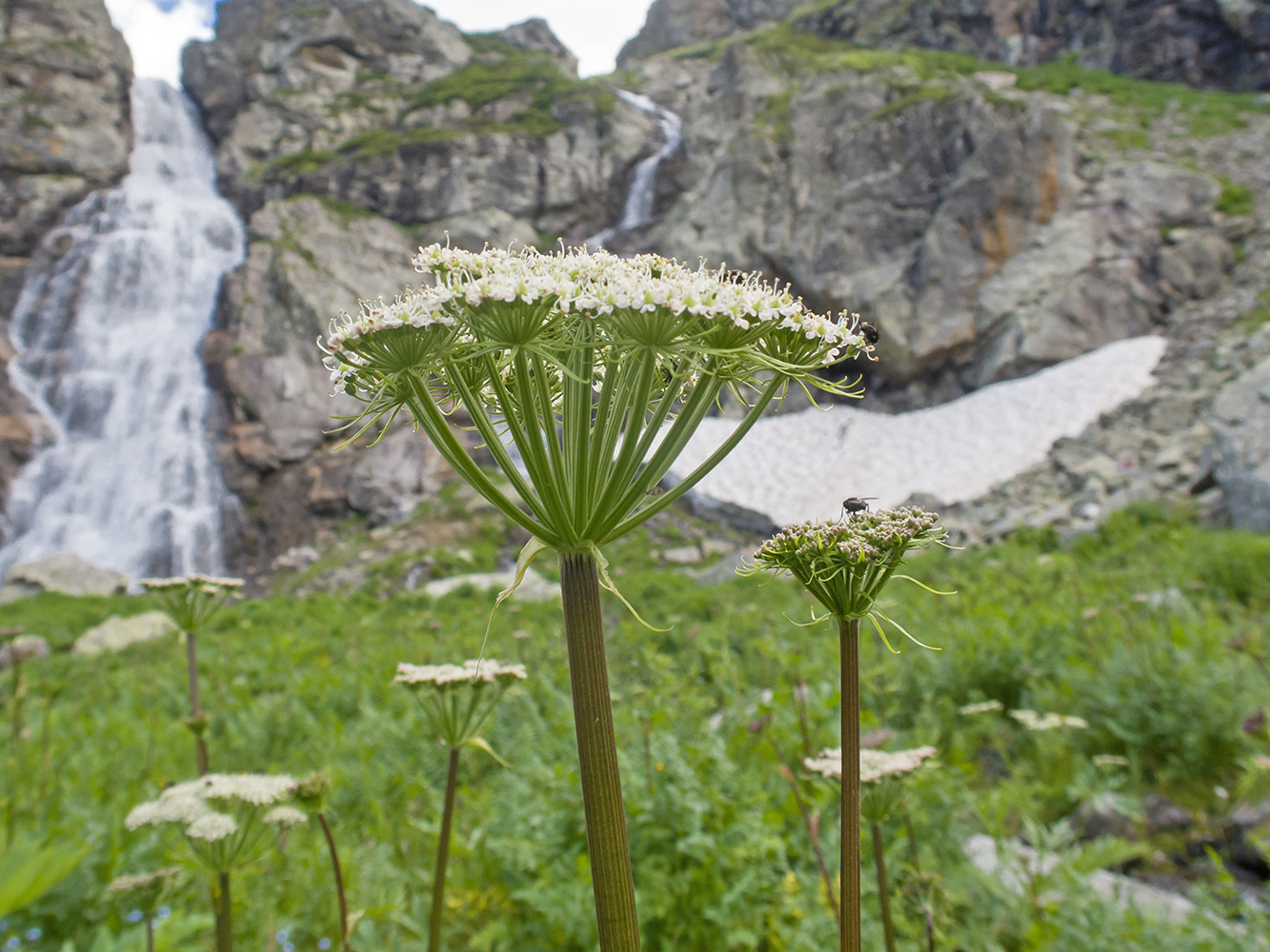 Image of Macrosciadium alatum specimen.