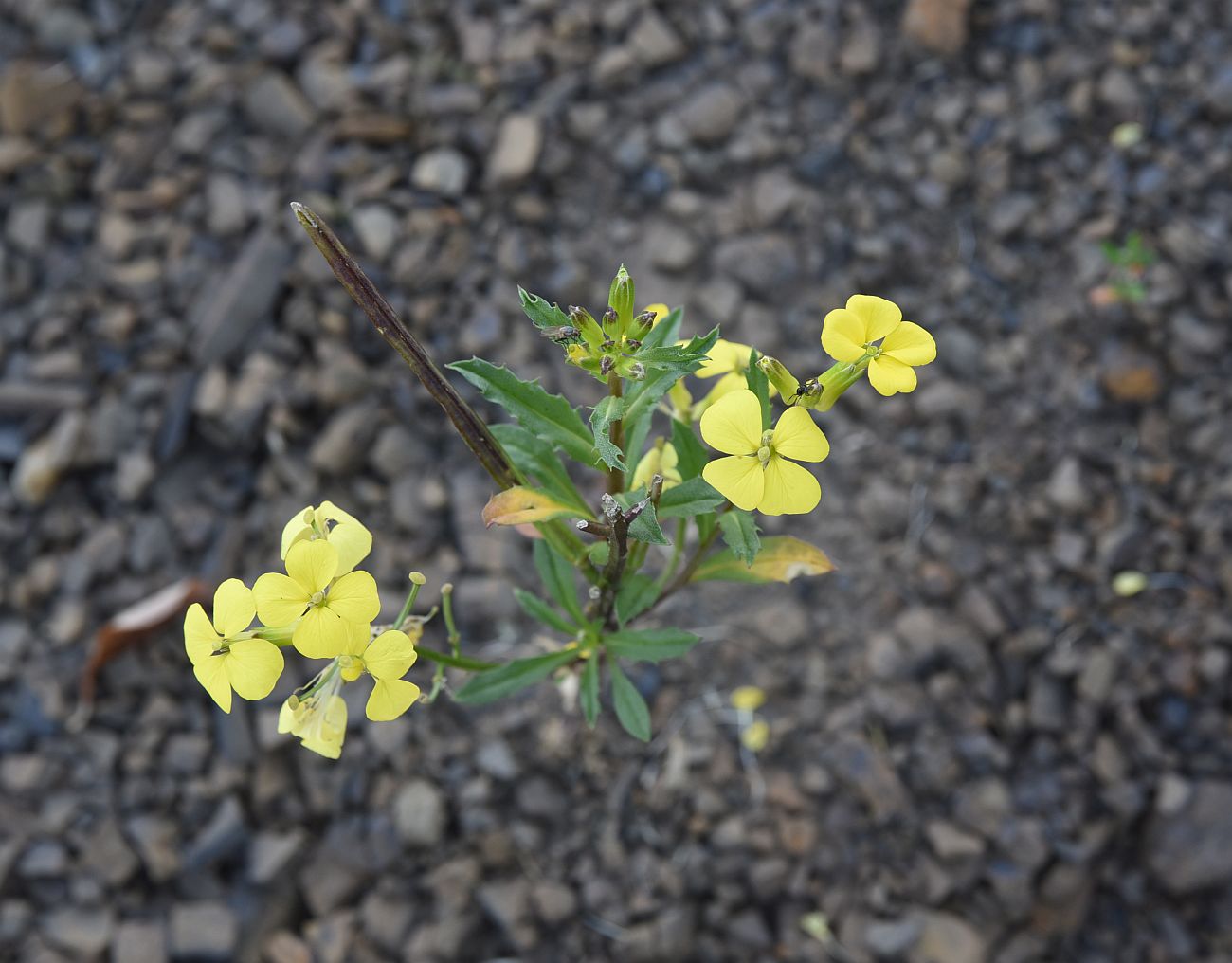 Image of Erysimum brevistylum specimen.