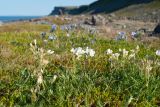 Polemonium boreale. Цветущие растения двух цветовых морф в вороничной тундре. Мурманская обл., Кольский р-н, сельское поселение Териберка, о. Кильдин, мыс Сундуки, приморская тундра. 24.06.2023.