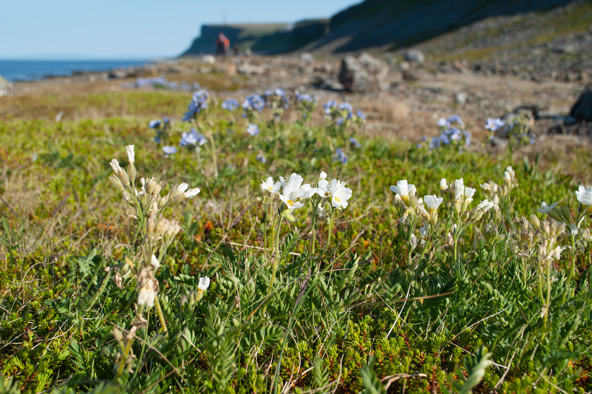 Image of Polemonium boreale specimen.