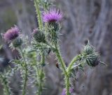 Carduus acanthoides. Верхушка цветущей веточки с осой и божьей коровкой. Татарстан, Агрызский р-н, с. Красный Бор, обочина грунтовой дороги. 30.09.2023.