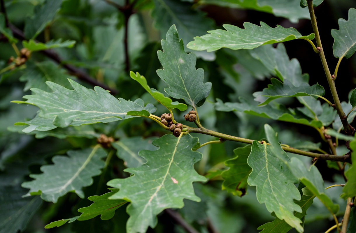 Изображение особи Quercus petraea.