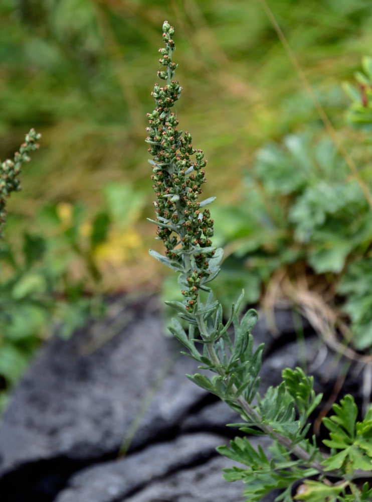 Image of Artemisia japonica specimen.