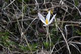 Crocus alatavicus. Цветущее растение. Казахстан, Алматинская обл., Жамбылский р-н, уроч. Унгыртас, степной склон. 17 марта 2023 г.