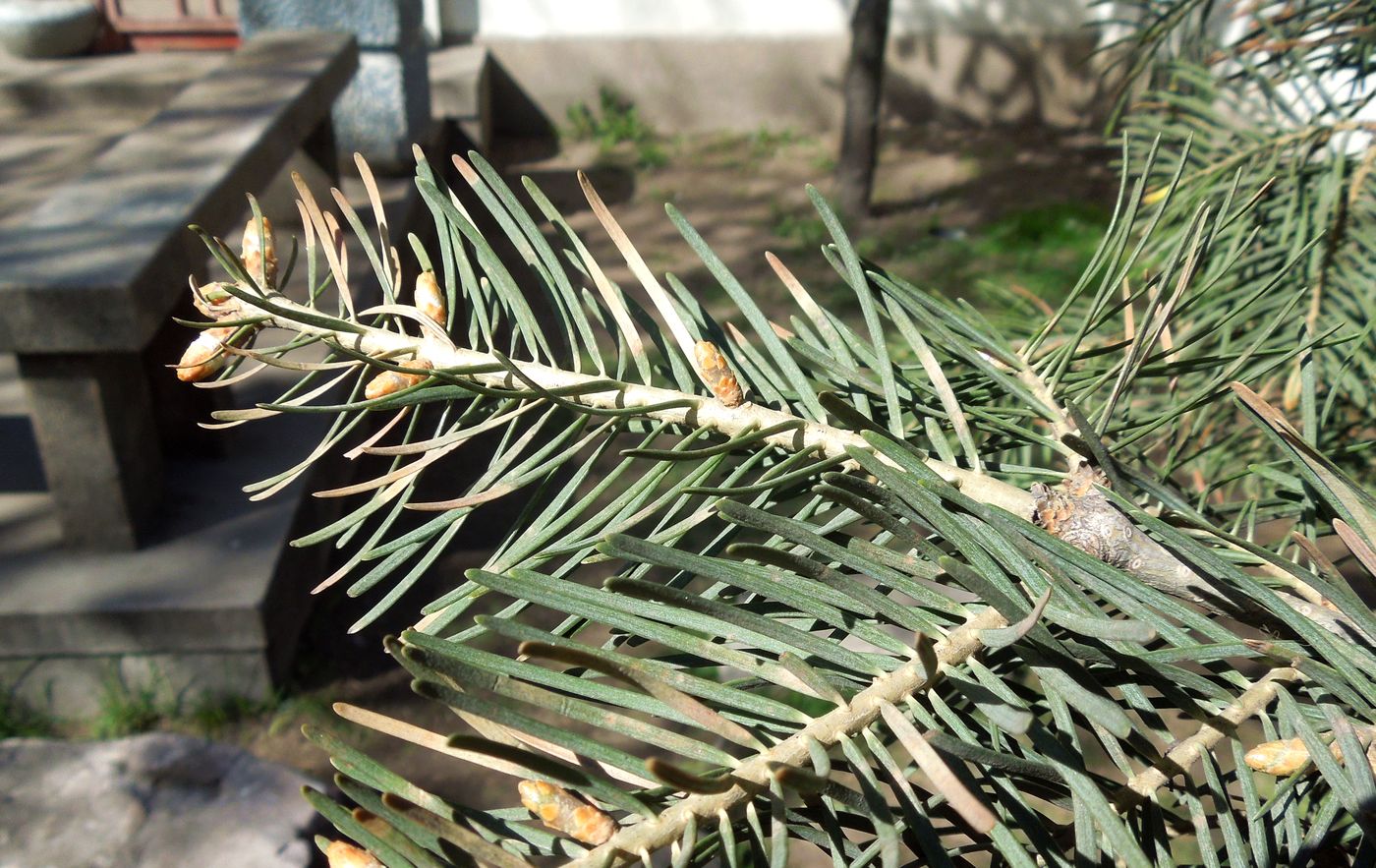 Image of Abies concolor specimen.