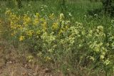 genus Galium