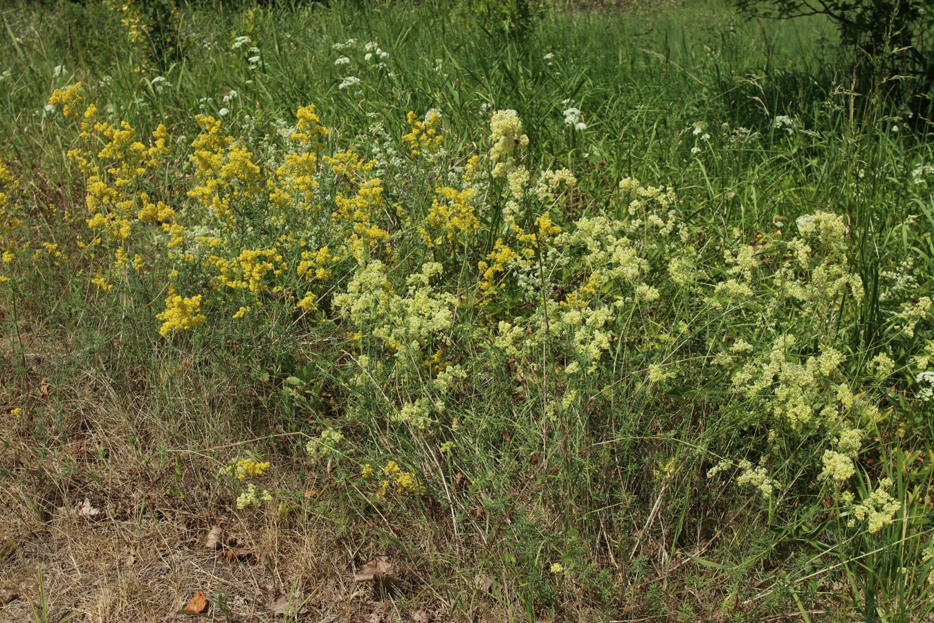 Image of genus Galium specimen.