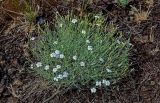 Dianthus ramosissimus