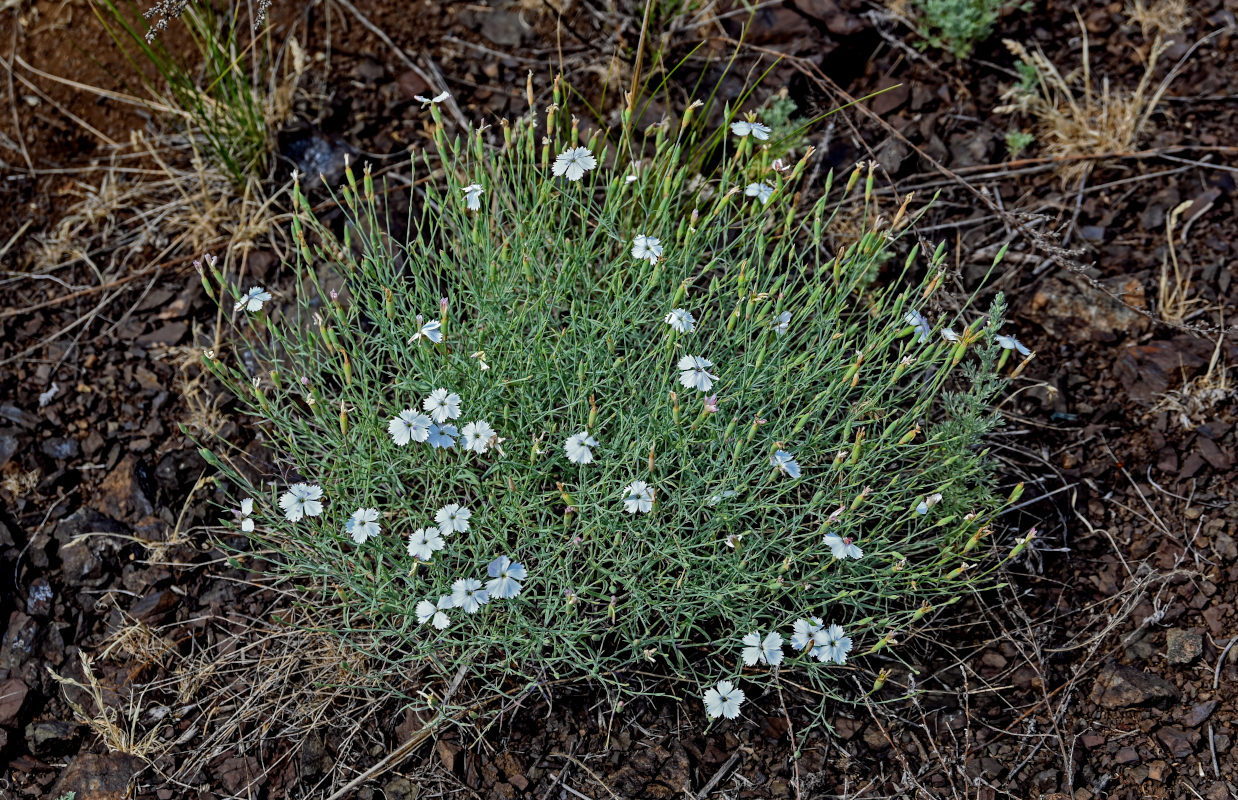Изображение особи Dianthus ramosissimus.