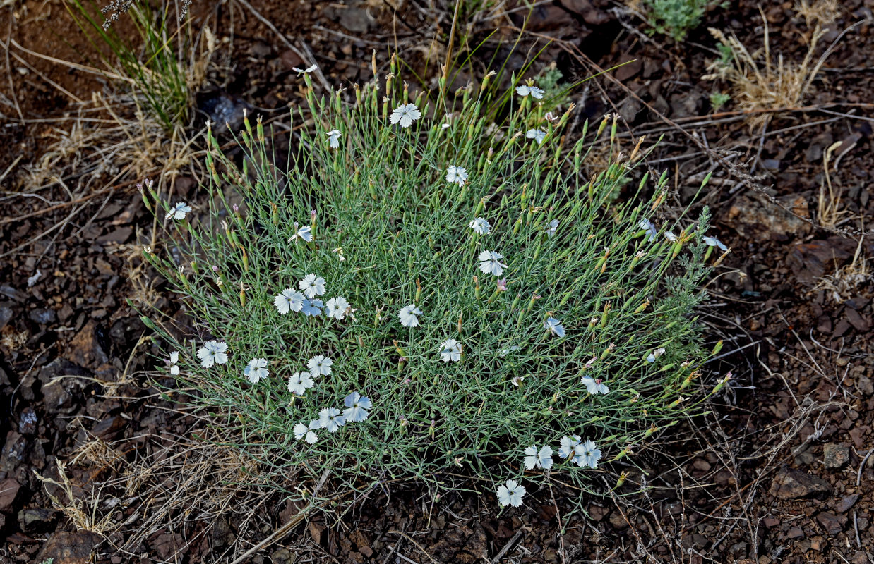 Изображение особи Dianthus uralensis.