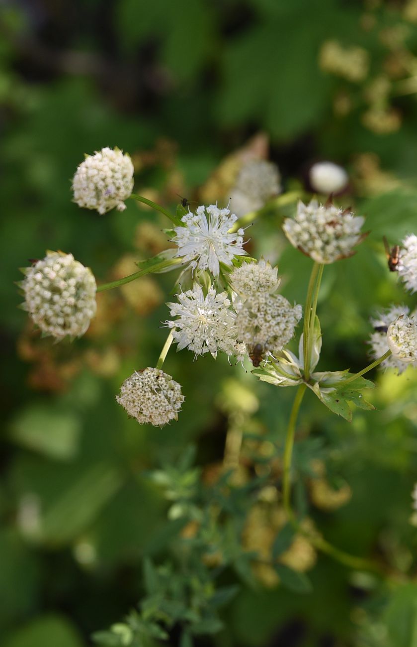 Изображение особи Astrantia pontica.