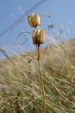 Fritillaria ruthenica. Верхушка побега с плодами. Оренбургская обл., Беляевский р-н, Донской сельсовет, Долгие Горы, степной склон. 5 сентября 2023 г.