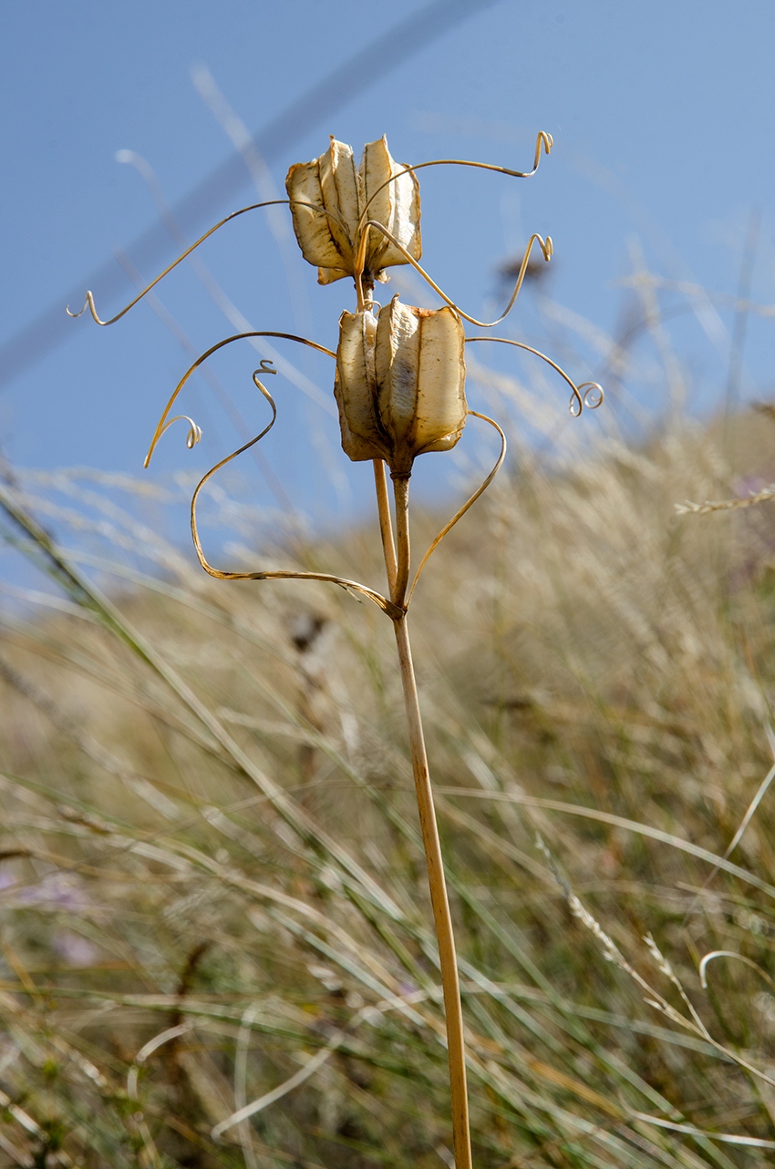 Изображение особи Fritillaria ruthenica.