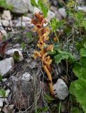 Orobanche alba subspecies xanthostigma. Цветущее растение. Чечня, Веденский р-н, берег оз. Кезенойам, ≈ 1800 м н.у.м., каменистый участок берега. 25.07.2022.