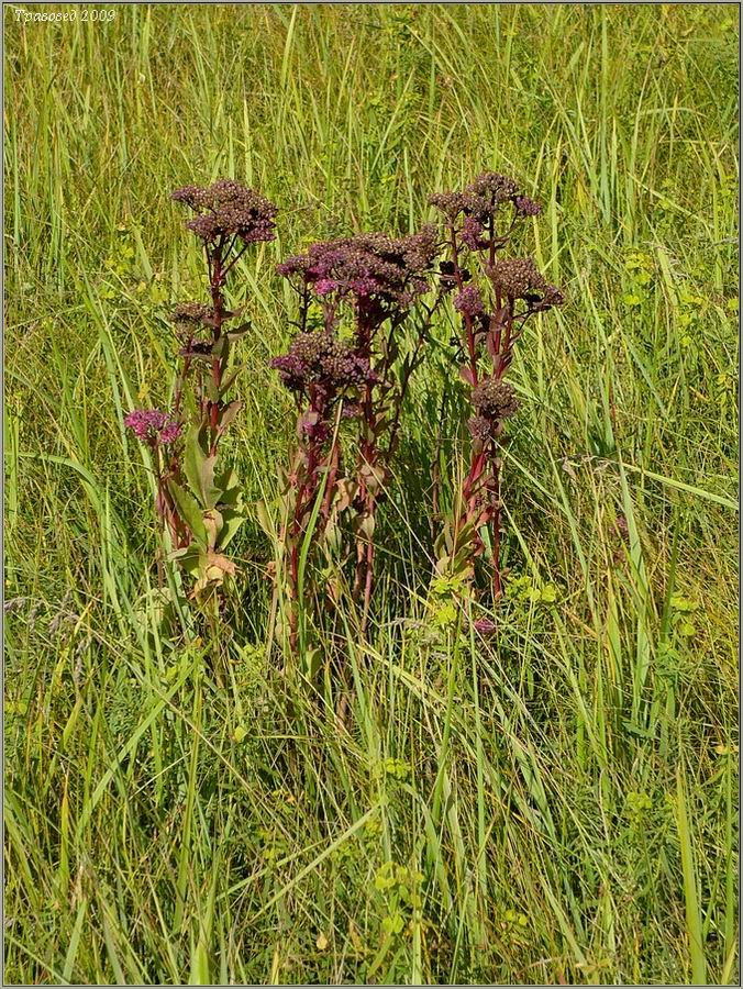 Изображение особи Hylotelephium triphyllum.