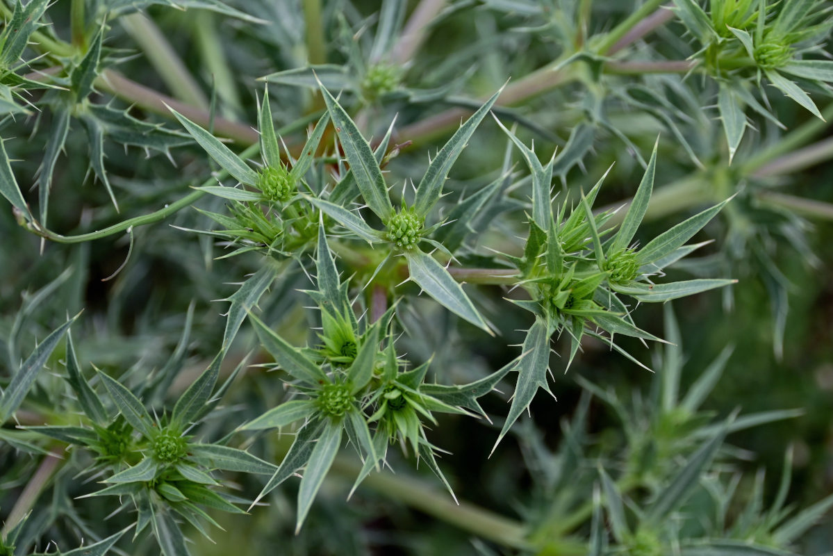 Image of Eryngium billardieri specimen.