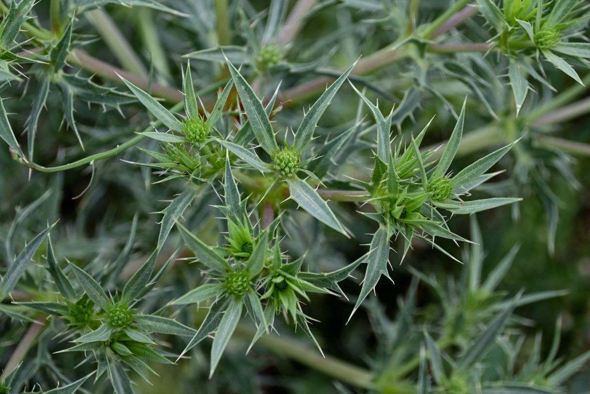 Изображение особи Eryngium billardieri.