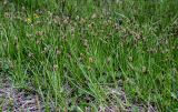 genus Carex