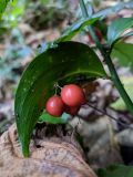 Ruscus colchicus. Филлокладий с плодами. Краснодарский край, г/о Сочи, Хостинский р-н, Тисо-самшитовая роща, уступ в скале. 17.11.2021.