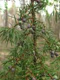 Juniperus communis