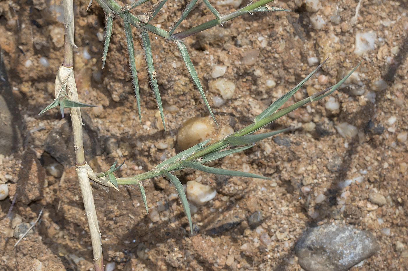 Image of Cynodon dactylon specimen.